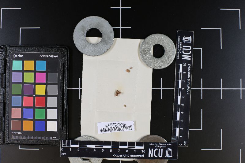 Sarcodon roseolus image