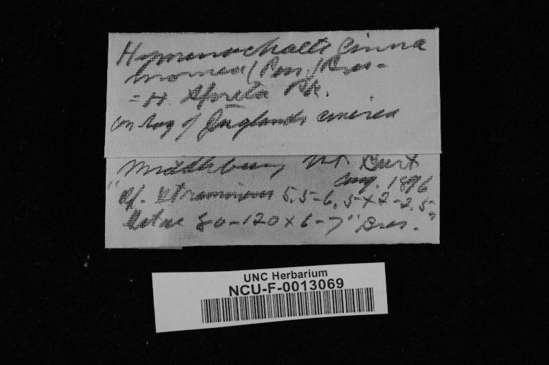 Hymenochaete cinnamomea image
