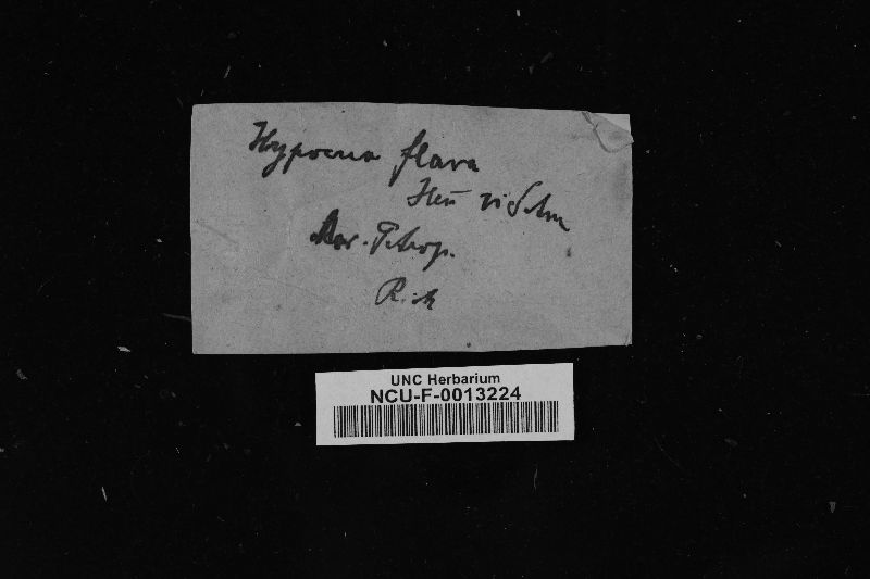 Hypocrea flava image