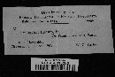 Hypoxylon fuscum image