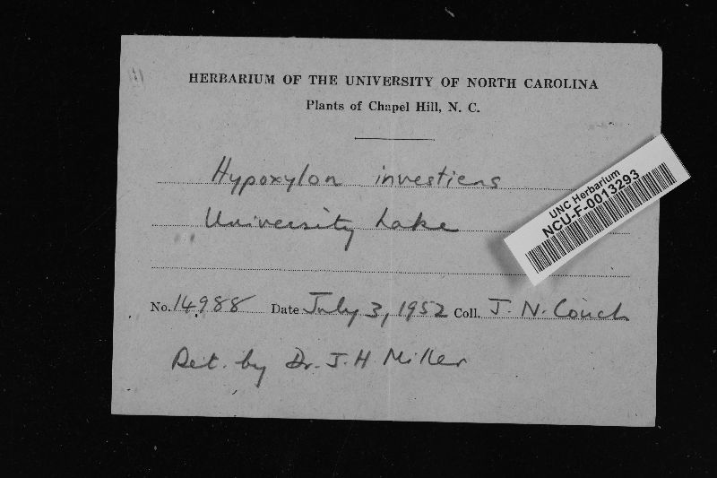 Hypoxylon investiens image