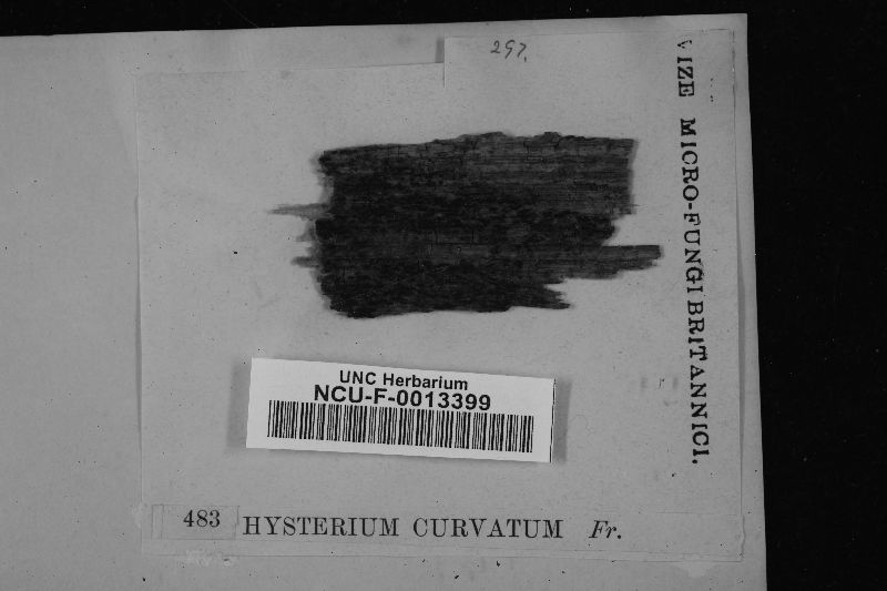 Hysterium curvatum image