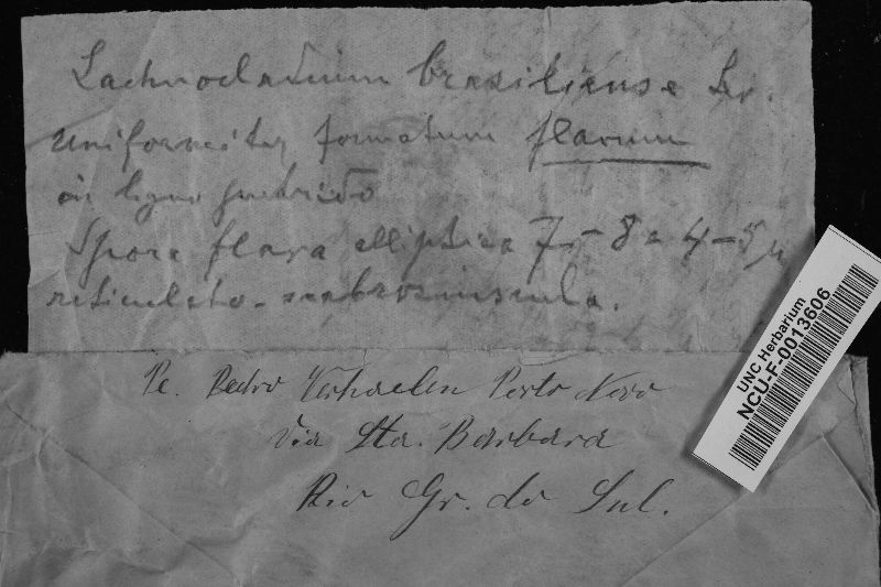 Lachnocladium image