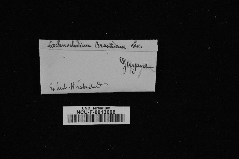 Lachnocladium brasiliense image