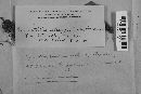 Lachnocladium brasiliense image
