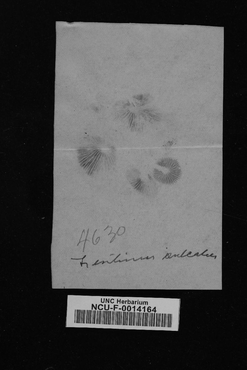 Lentinus sulcatus image