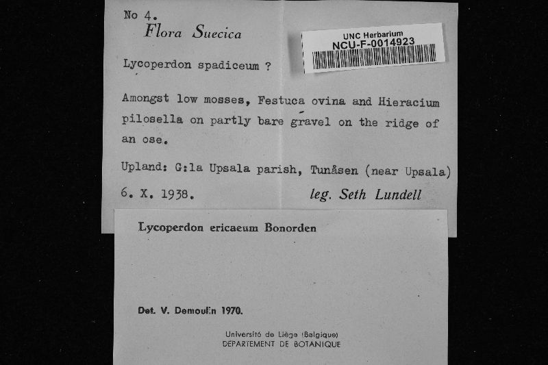 Lycoperdon spadiceum image