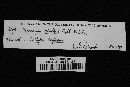 Marasmius oreades image