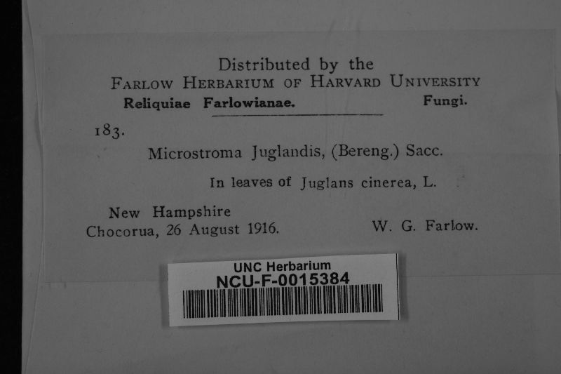 Microstroma juglandis image