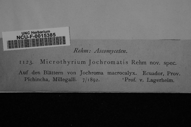 Microthyrium jochromatis image