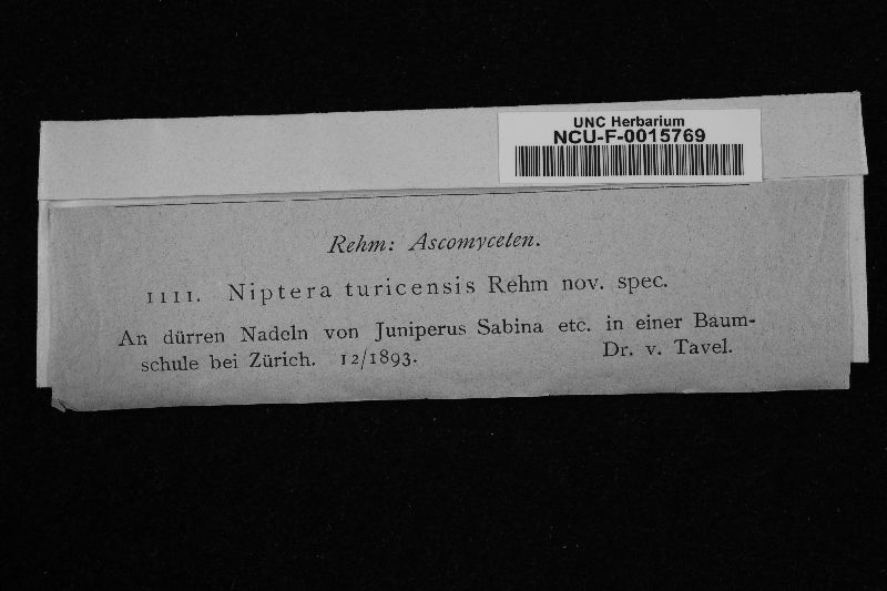Niptera turicensis image