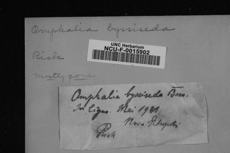 Omphalia byssiseda image