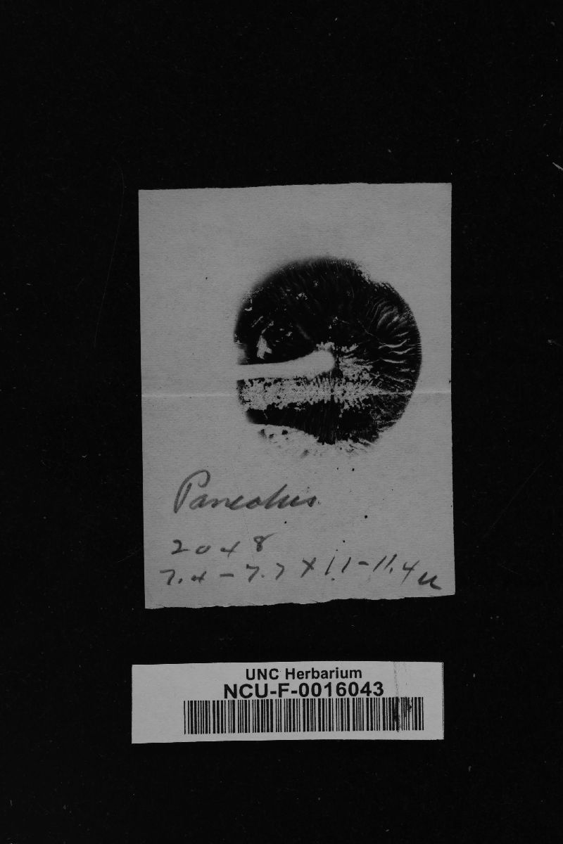 Panaeolus fimicola image