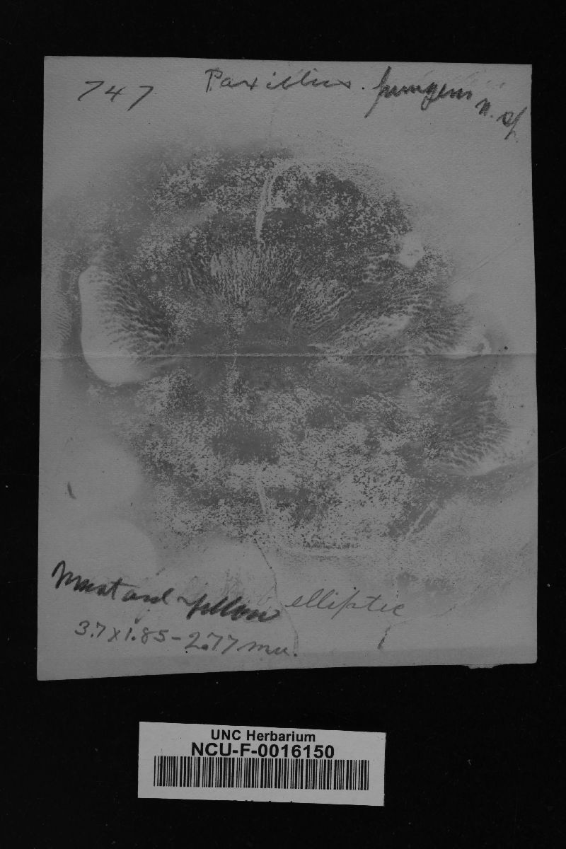 Paxillus corrugatus image