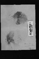 Paxillus involutus image