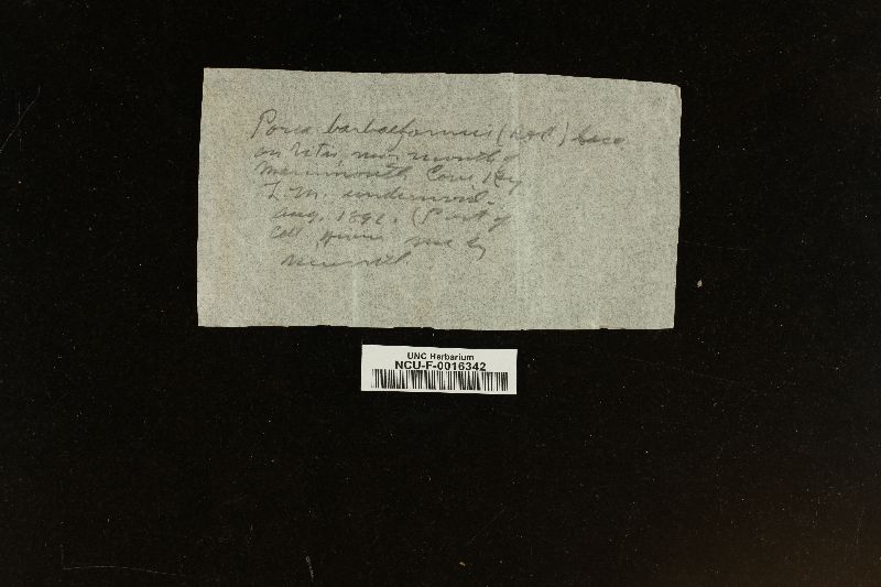 Poria barbaeformis image