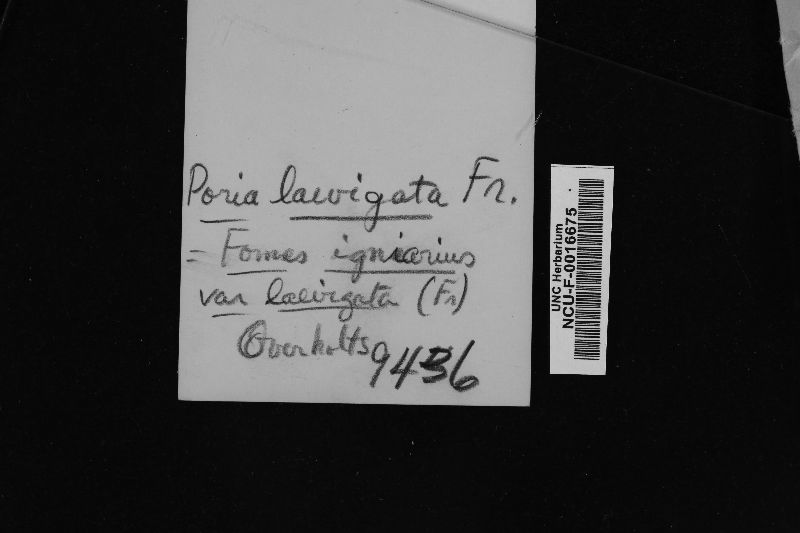 Fuscoporia ferruginosa image