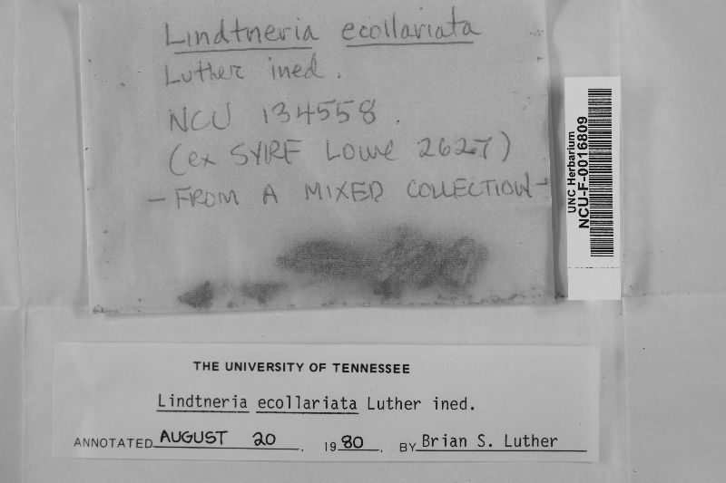 Mycolindtneria trachyspora image