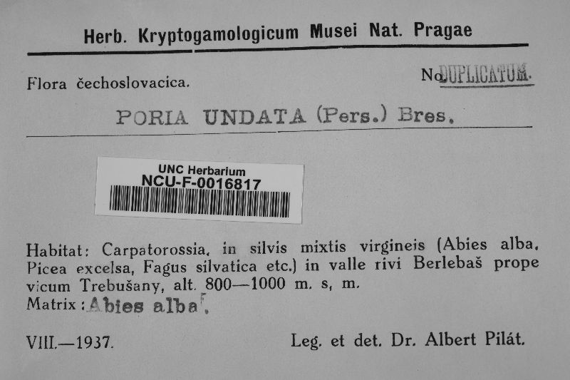 Rigidoporus undatus image