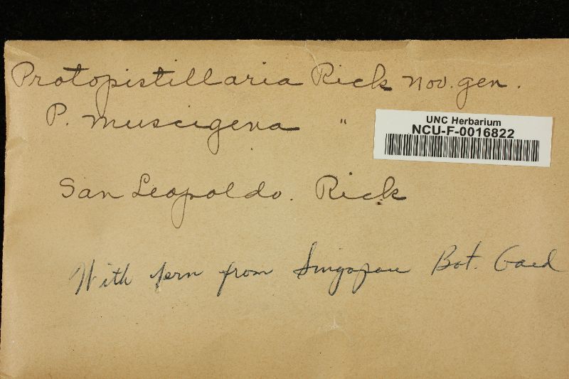 Protopistillaria muscigena image