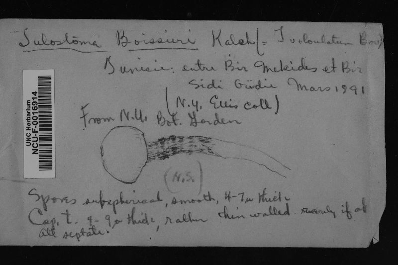 Tulostoma boissieri image