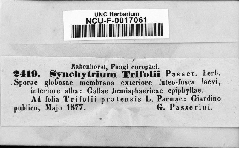 Synchytrium trifolii image