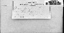 Peronospora alta image