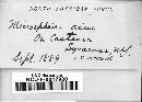 Erysiphe penicillata image