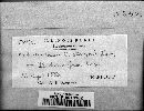 Sphaerotheca castagnei image