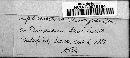 Sphaerotheca castagnei image