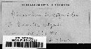 Sphaerotheca castagnei image