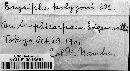 Erysiphe polygoni image
