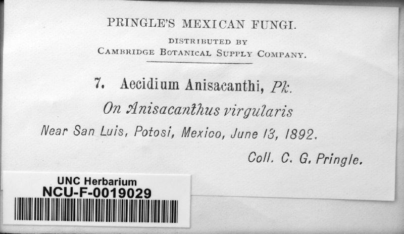 Aecidium anisacanthi image