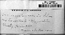 Aecidium convalariae image