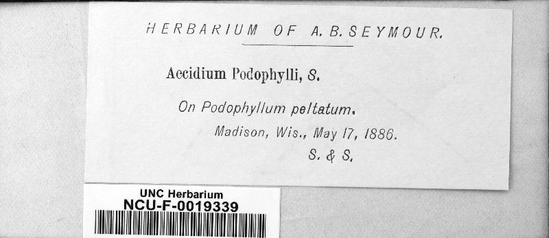 Aecidium podophylli image
