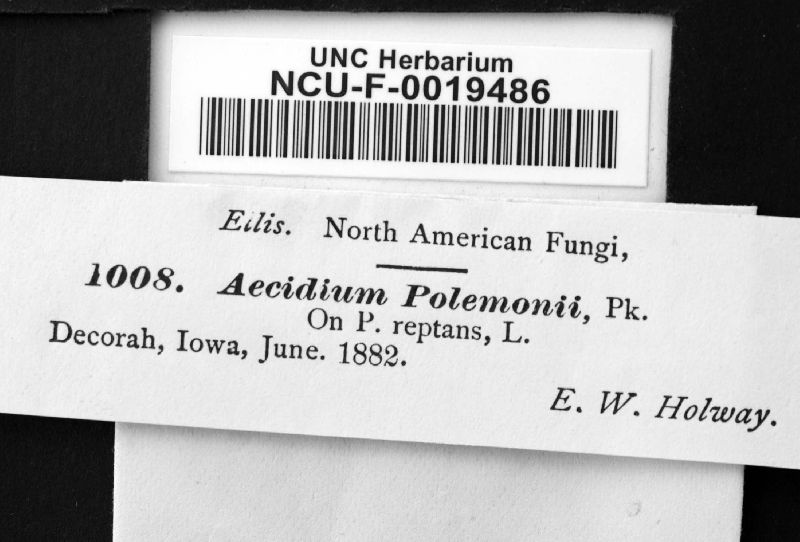 Aecidium polemonii image