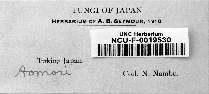 Aecidium shiraianum image