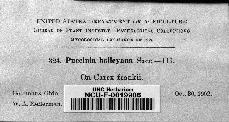 Puccinia bolleyana image