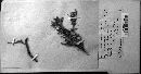 Gymnosporangium clavipes image