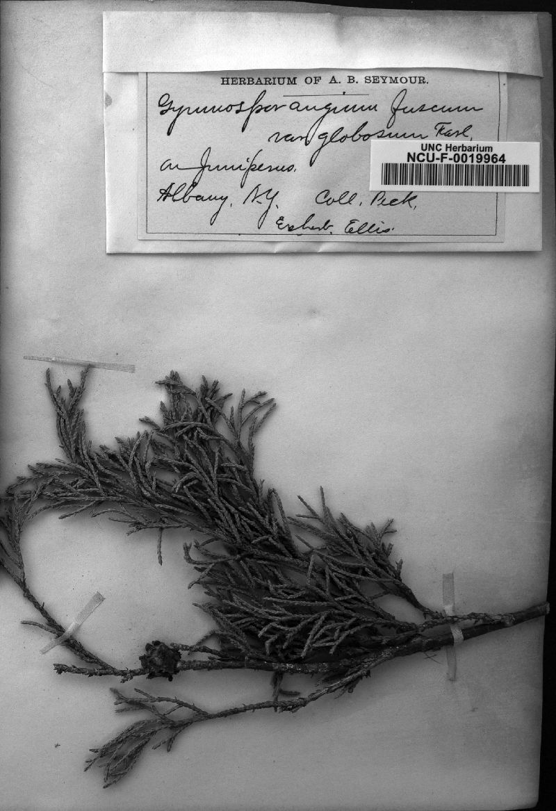 Gymnosporangium fuscum var. globosum image