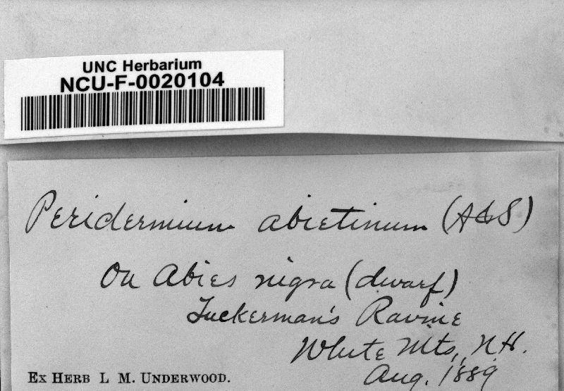 Peridermium abietinum image