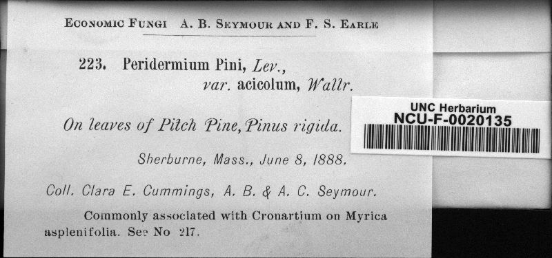 Peridermium pini var. acicola image