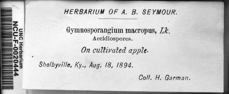 Gymnosporangium macropus image