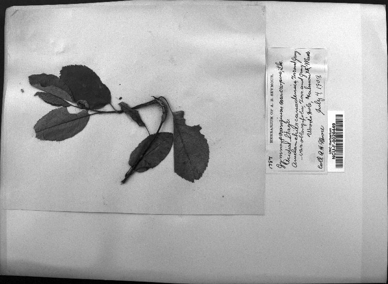 Gymnosporangium macropus image