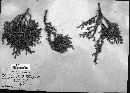 Gymnosporangium nidus-avis image