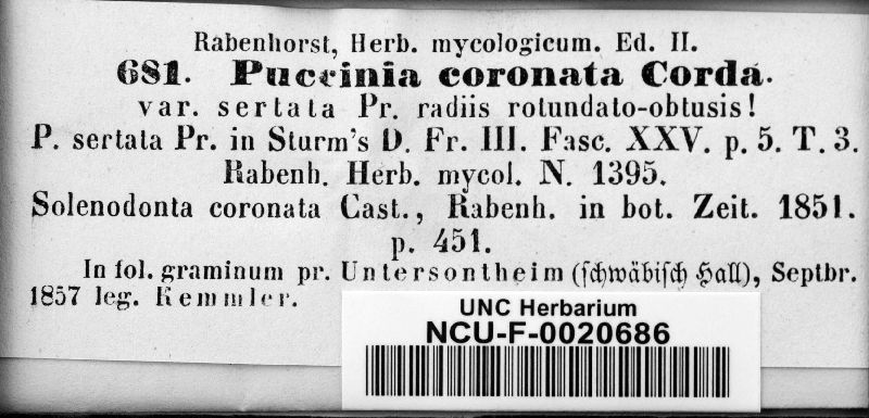 Puccinia coronata var. sertata image