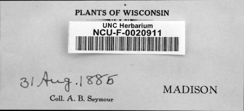 Puccinia flaccida image