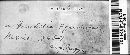 Puccinia grindeliae image