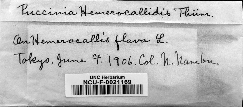 Puccinia hemerocallidis image