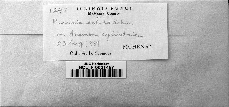 Puccinia solida image